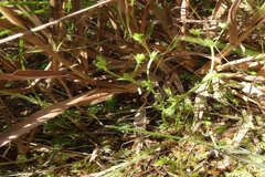 Hoppea dichotoma
